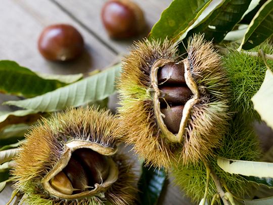栗甘露煮200g（固形量100g）