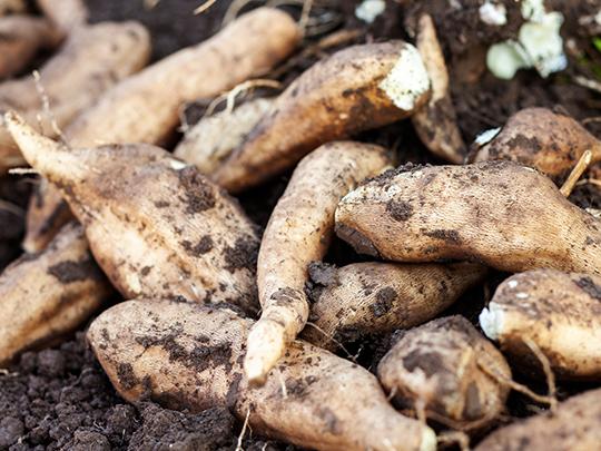 きくちの炊き込みごはんのもと2合分