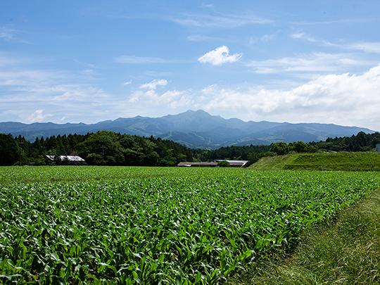 ホタルの里の竹酢液500ml