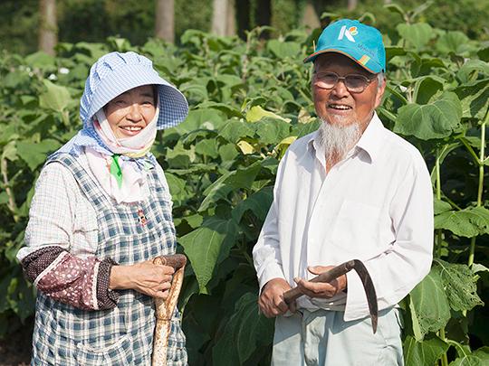 イヌリン豊富　菊芋1kg 熊本県菊池産