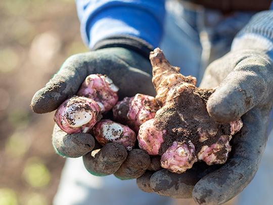 イヌリン豊富　菊芋1kg 熊本県菊池産