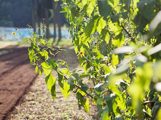 イヌリン豊富　菊芋1kg 熊本県菊池産