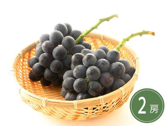 【予約】熊本県産ブラックビート×2房