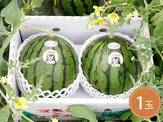 【予約】熊本県産小玉スイカ1玉