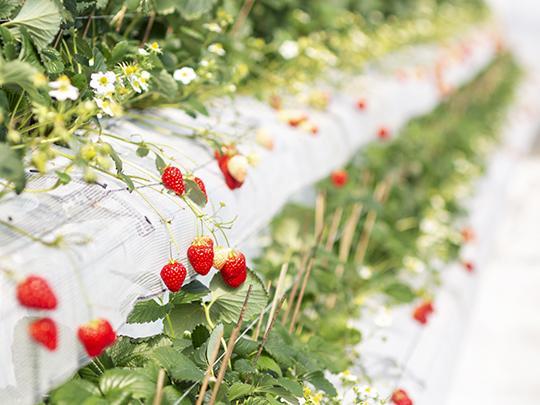 七楽の郷のいちご（約300gパック×2パック)