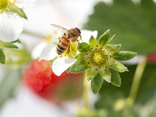 七楽の郷のいちご（約300gパック×2パック)