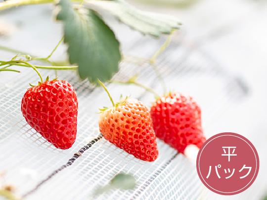 七楽の郷のいちご（約300gパック×2パック)