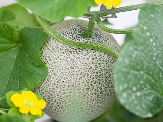 【予約】肥後グリーンメロン1玉（送料別途）