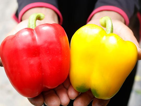 国産肉厚パプリカ大(赤5黄5)