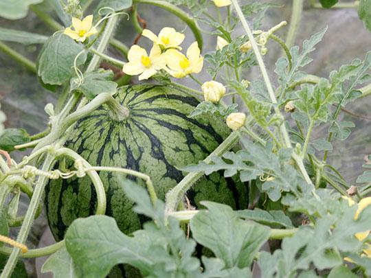 【予約】熊本県産すいか1玉