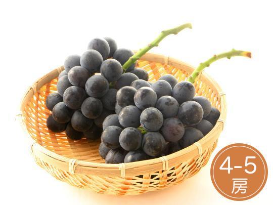 【予約】熊本県産ブラックビート×4～5房