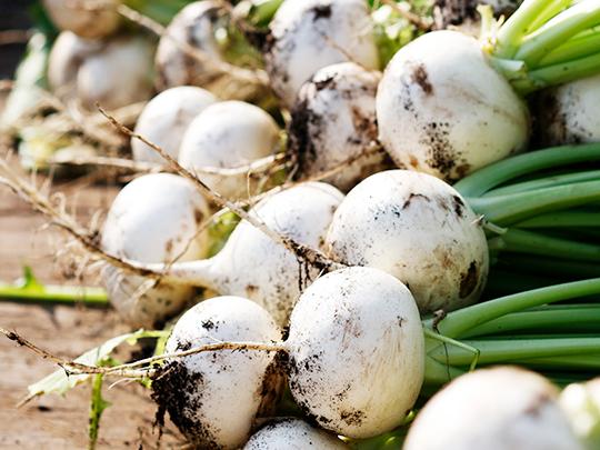 旬の野菜とお米のセット（送料別途）