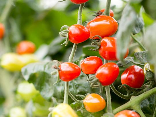 旬の野菜とお米のセット（送料別途）