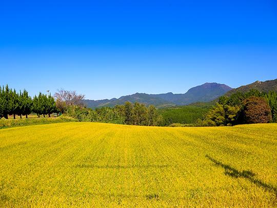 ★定期★特別栽培米　七城のこめ5kg