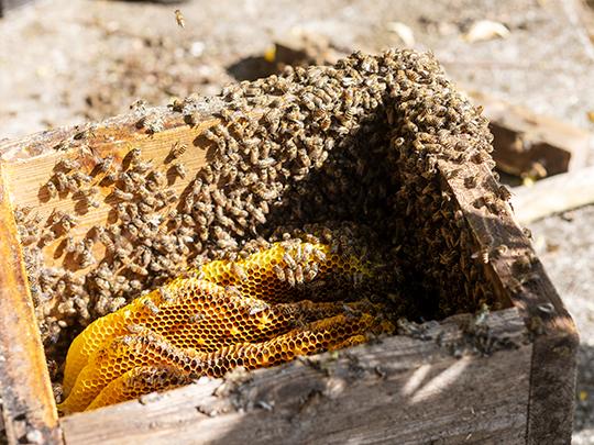 日本ミツバチはちみつ  百花蜜 125g