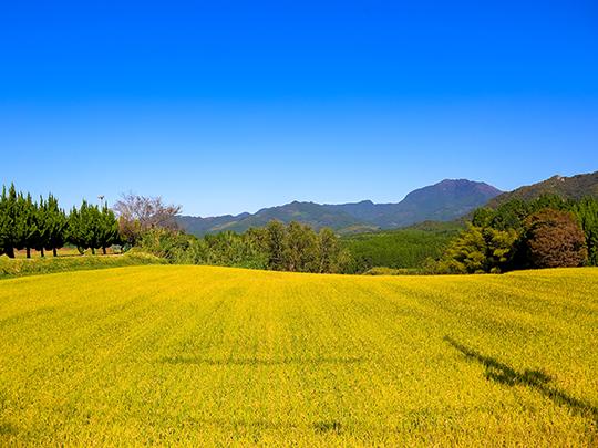 旬の野菜とお米のセット（送料別途）