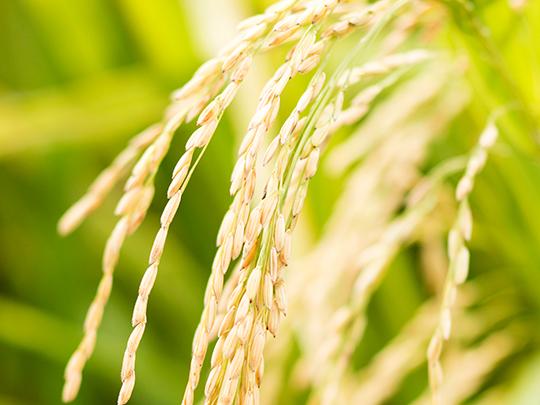 旬の野菜とお米のセット（送料別途）