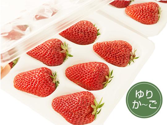 七楽の郷のいちご（約300gパック×2パック)