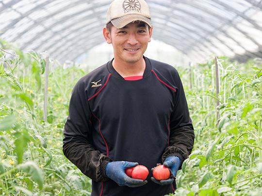 桃太郎ホープ とまと 箱入り