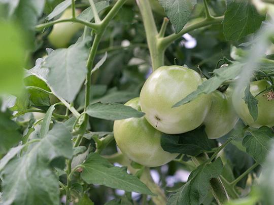 桃太郎ホープ とまと 箱入り