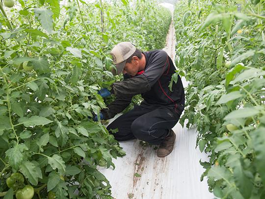 桃太郎ホープ とまと 箱入り