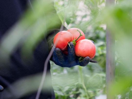 桃太郎ホープ とまと 箱入り
