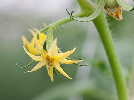 桃太郎ホープ とまと 箱入り