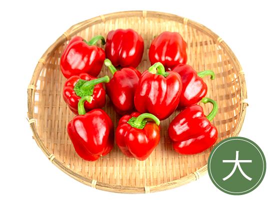 国産肉厚パプリカ大(赤10)