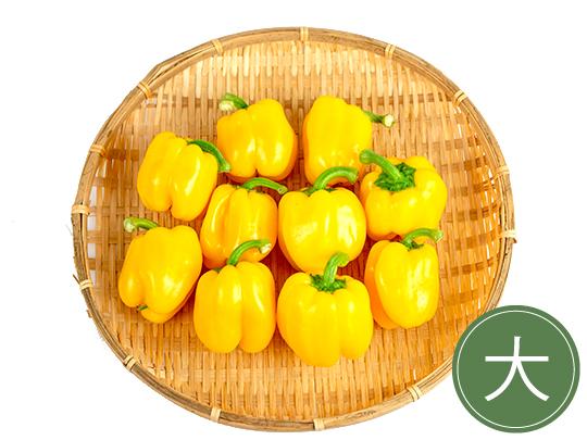 国産肉厚パプリカ大(黄10)