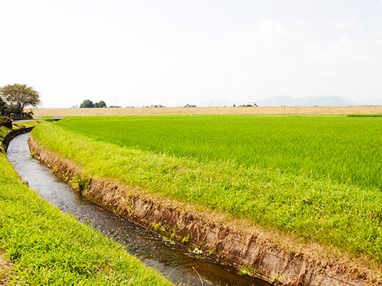 原農場の水出し麦茶12パック
