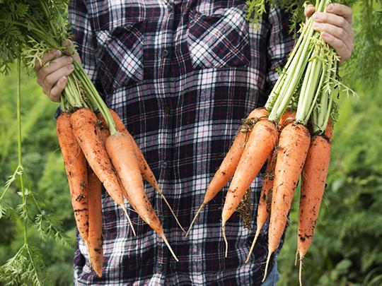 きくちピクルス野菜ミックス150g   小瓶