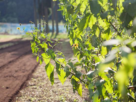 きくちのきくいもＴＥＡ（ティーバッグ）2g×10包